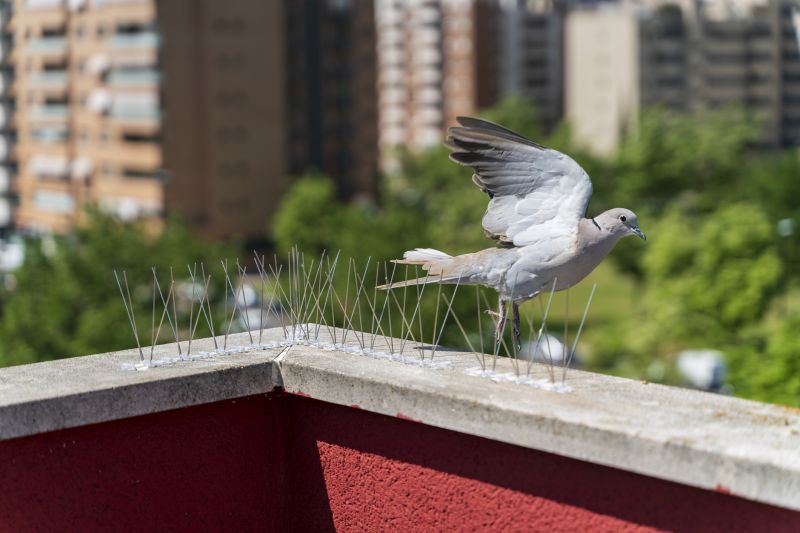 Increase Your Pigeon Proofing Service Business with an AI Driven, Targeted Website