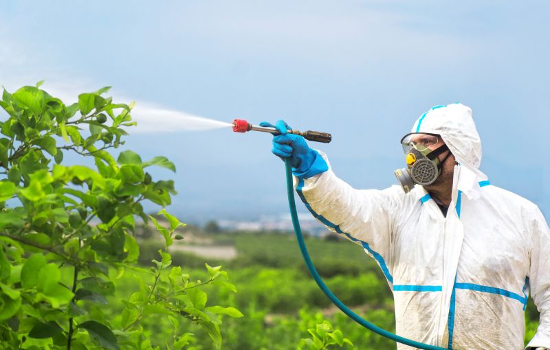 Rat Fumigation Service in West Palm Beach, FL
