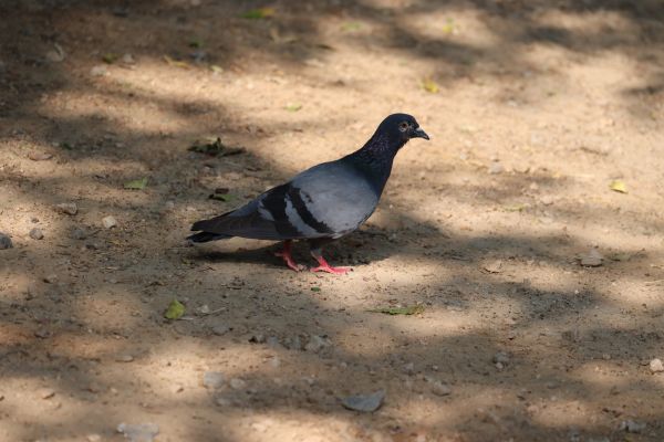 Pigeon Control - Pigeon Control Show Low, Arizona