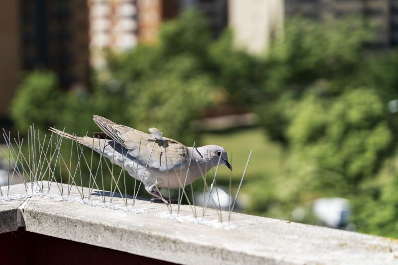 Pigeon Proofing Service