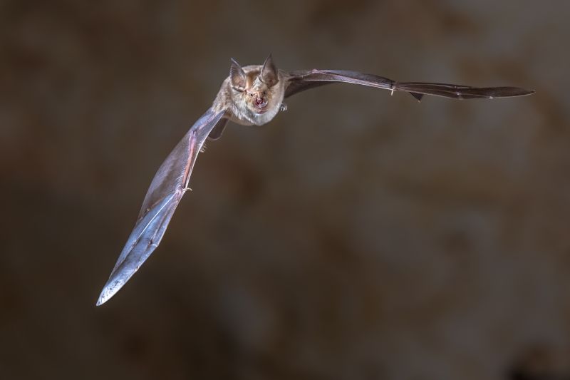 Health Risks Linked To Birds And Bats In Commercial Properties