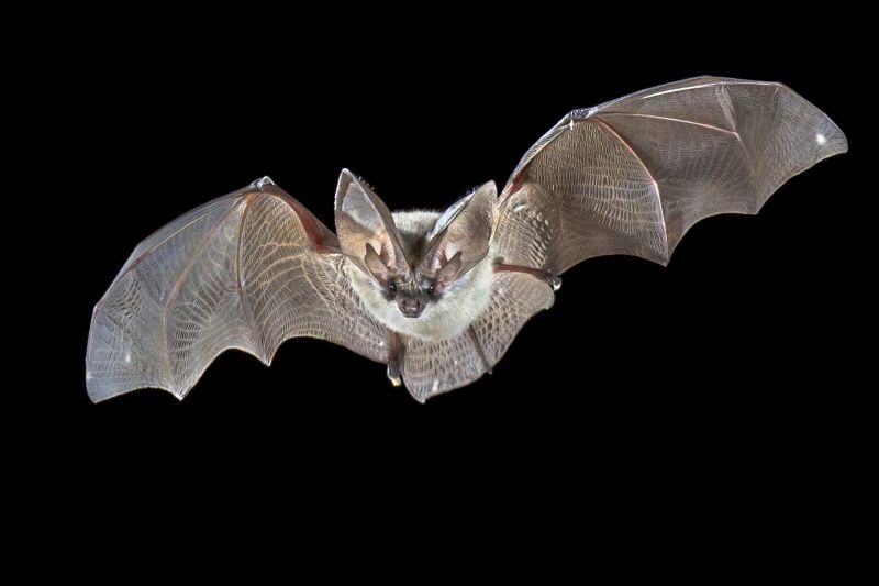 How Birds And Bats Create Problems