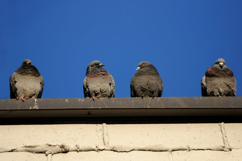 Type of Pigeon Activity