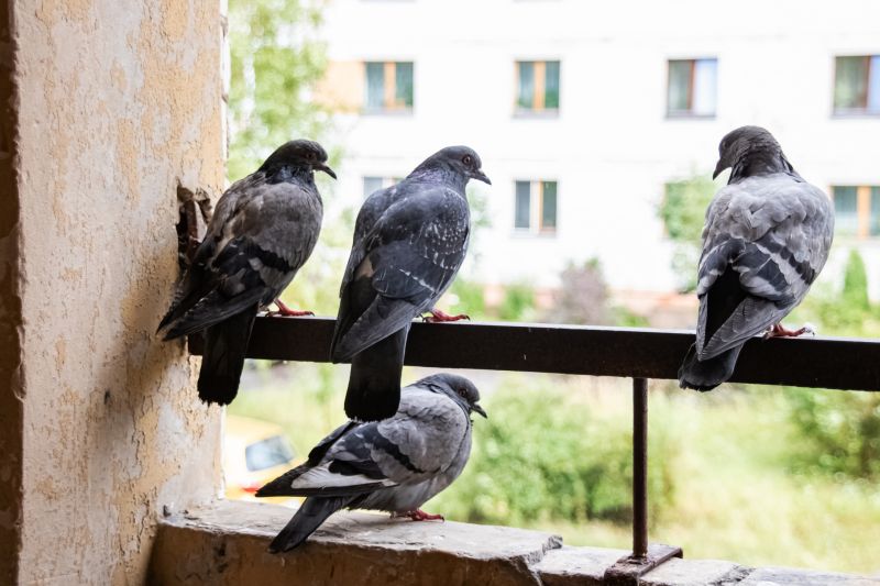 Pigeon Proofing Service