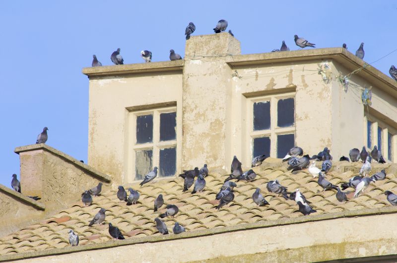 Pigeon-proofed Roof