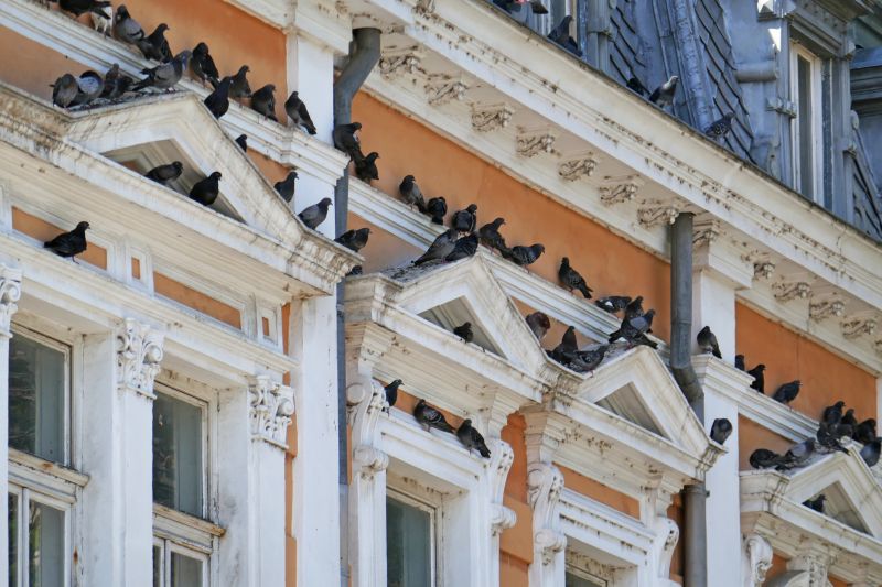 Pigeon-proofed building facade