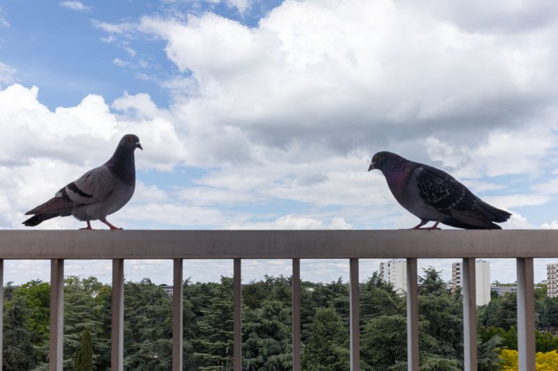 Pigeon Proofing Service