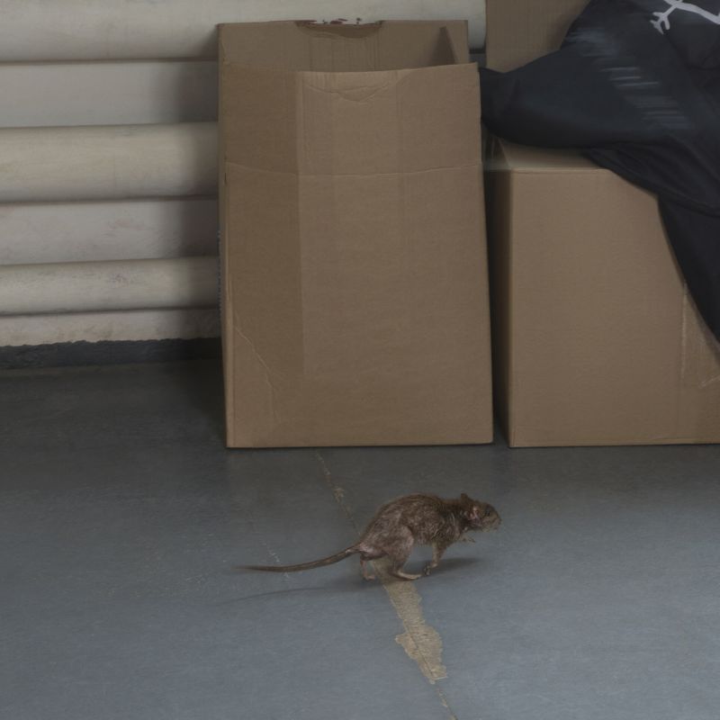 Rodent Extermination Service