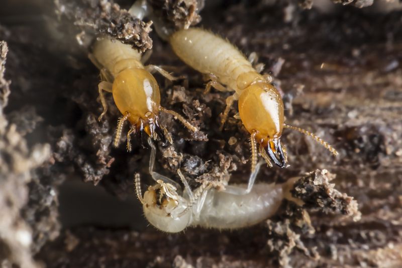 Termites Extermination