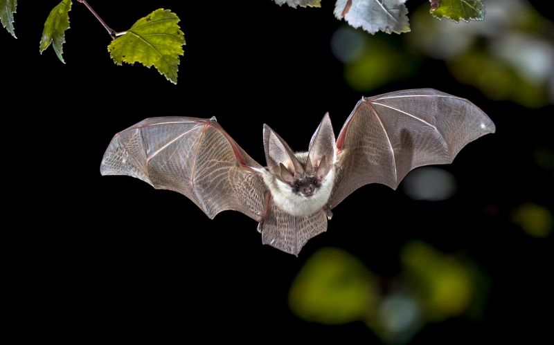 Why Commercial Bird And Bat Control Requires Professional Solutions